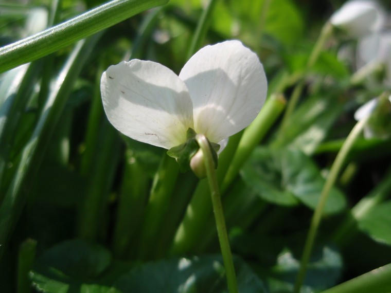 Viola sororia (/ Viola sorella